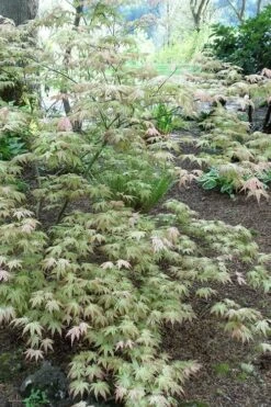 Peaches And Cream Japanese Maple - 5 Gallon Pot -SHRUBS and BUSHES Shop Japanese Maple Peaches And Cream 3