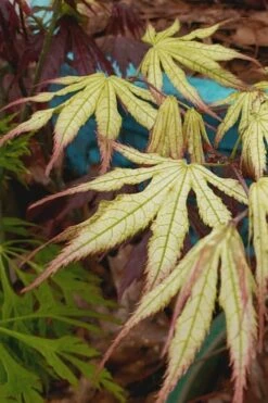 Peaches And Cream Japanese Maple - 5 Gallon Pot -SHRUBS and BUSHES Shop Japanese Maple Peaches And Cream 9