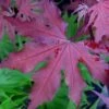 Purple Ghost Japanese Maple - 3 Gallon Pot 1 Purple Ghost Japanese Maple - 3 Gallon Pot -SHRUBS and BUSHES Shop Japanese Maple Purple Ghost 1