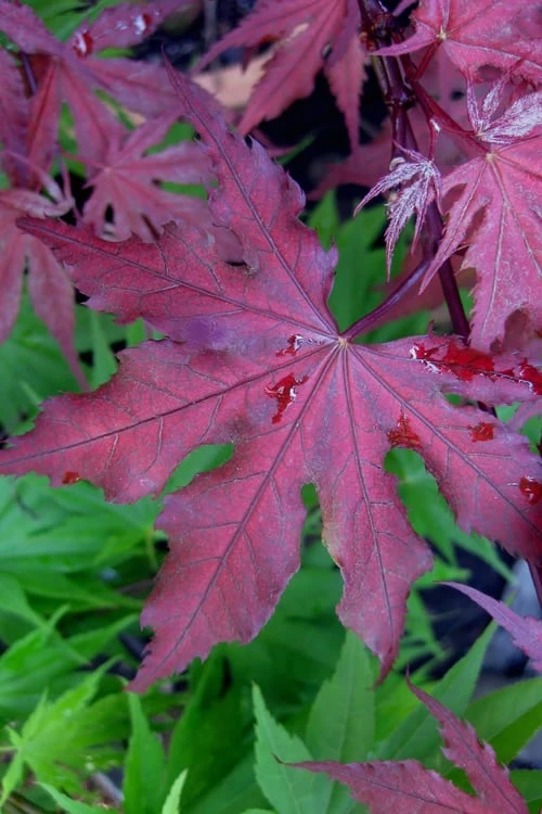 Purple Ghost Japanese Maple - 3 Gallon Pot 3 Purple Ghost Japanese Maple - 3 Gallon Pot