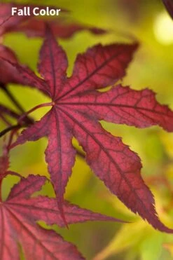 Purple Ghost Japanese Maple - 3 Gallon Pot 9 Purple Ghost Japanese Maple - 3 Gallon Pot -SHRUBS and BUSHES Shop Japanese Maple Purple Ghost 3