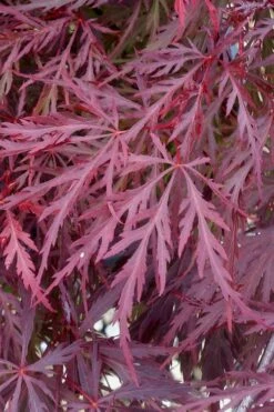 Red Dragon Dwarf Japanese Maple - 1 Gallon Pot 15 Red Dragon Dwarf Japanese Maple - 1 Gallon Pot -SHRUBS and BUSHES Shop Japanese Maple Red Dragon 11 1