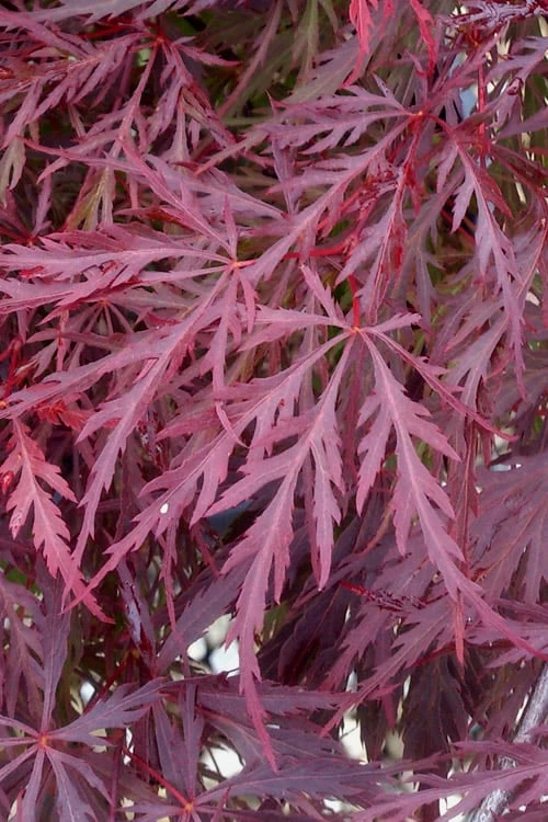 Red Dragon Dwarf Japanese Maple - 5 Gallon Pot 8 Red Dragon Dwarf Japanese Maple - 5 Gallon Pot - Image 6