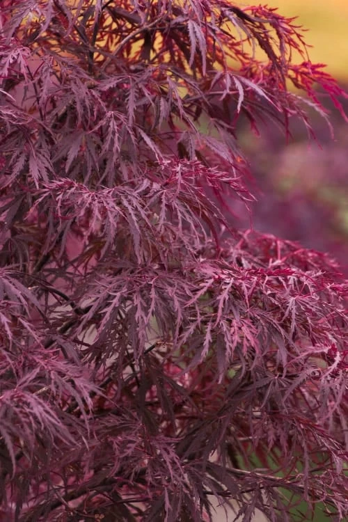 Red Dragon Dwarf Japanese Maple - 1 Gallon Pot 3 Red Dragon Dwarf Japanese Maple - 1 Gallon Pot