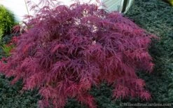 Red Dragon Dwarf Japanese Maple - 5 Gallon Pot 13 Red Dragon Dwarf Japanese Maple - 5 Gallon Pot -SHRUBS and BUSHES Shop Japanese Maple Red Dragon 21