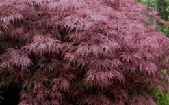 Red Dragon Dwarf Japanese Maple - 5 Gallon Pot 16 Red Dragon Dwarf Japanese Maple - 5 Gallon Pot -SHRUBS and BUSHES Shop Japanese Maple Red Dragon 3