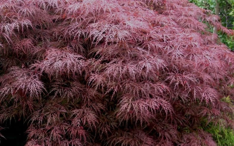 Red Dragon Dwarf Japanese Maple - 5 Gallon Pot 9 Red Dragon Dwarf Japanese Maple - 5 Gallon Pot - Image 7