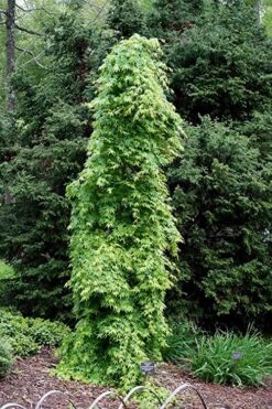 Ryusen Weeping Japanese Maple - 5 Gallon Pot 16 Ryusen Weeping Japanese Maple - 5 Gallon Pot -SHRUBS and BUSHES Shop Japanese Maple Ryusen 1