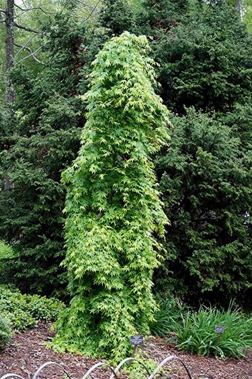 Ryusen Weeping Japanese Maple - 5 Gallon Pot 9 Ryusen Weeping Japanese Maple - 5 Gallon Pot - Image 7