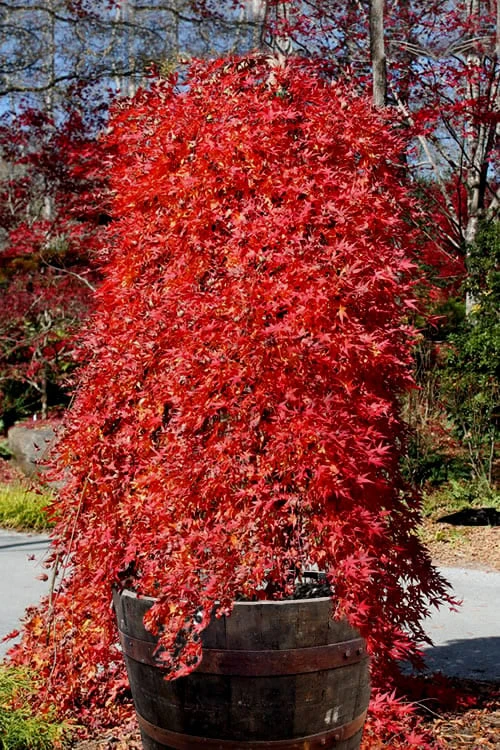 Ryusen Weeping Japanese Maple - 5 Gallon Pot 3 Ryusen Weeping Japanese Maple - 5 Gallon Pot