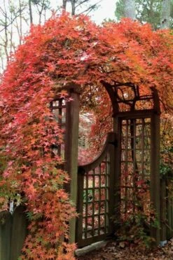 Ryusen Weeping Japanese Maple - 5 Gallon Pot 13 Ryusen Weeping Japanese Maple - 5 Gallon Pot -SHRUBS and BUSHES Shop Japanese Maple Ryusen 2