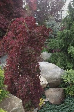 Ryusen Weeping Japanese Maple - 5 Gallon Pot 14 Ryusen Weeping Japanese Maple - 5 Gallon Pot -SHRUBS and BUSHES Shop Japanese Maple Ryusen 5