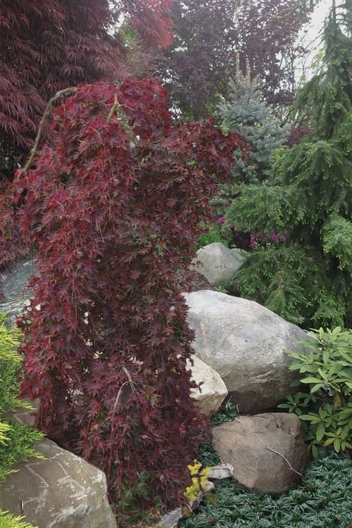 Ryusen Weeping Japanese Maple - 5 Gallon Pot 7 Ryusen Weeping Japanese Maple - 5 Gallon Pot - Image 5