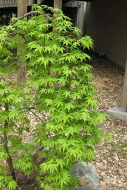 Ryusen Weeping Japanese Maple - 5 Gallon Pot 15 Ryusen Weeping Japanese Maple - 5 Gallon Pot -SHRUBS and BUSHES Shop Japanese Maple Ryusen 6