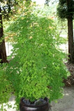 Ryusen Weeping Japanese Maple - 5 Gallon Pot 17 Ryusen Weeping Japanese Maple - 5 Gallon Pot -SHRUBS and BUSHES Shop Japanese Maple Ryusen 8