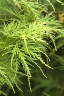 Seiryu Japanese Maple - 5 Gallon Pot 16 Seiryu Japanese Maple - 5 Gallon Pot -SHRUBS and BUSHES Shop Japanese Maple Seiryu 22 1