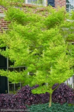 Seiryu Japanese Maple - 3 Gallon Pot 15 Seiryu Japanese Maple - 3 Gallon Pot -SHRUBS and BUSHES Shop Japanese Maple Seiryu 23