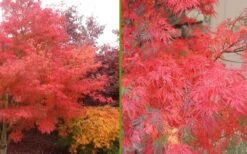 Seiryu Japanese Maple - 3 Gallon Pot 14 Seiryu Japanese Maple - 3 Gallon Pot -SHRUBS and BUSHES Shop Japanese Maple Seiryu Fall Color