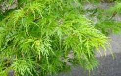 Seiryu Japanese Maple - 5 Gallon Pot 13 Seiryu Japanese Maple - 5 Gallon Pot -SHRUBS and BUSHES Shop Japanese Maple Seiryu Spring Color 1