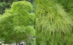 Seiryu Japanese Maple - 5 Gallon Pot 17 Seiryu Japanese Maple - 5 Gallon Pot -SHRUBS and BUSHES Shop Japanese Maple Seiryu Summer Color 1