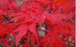 Shirazz Japanese Maple - 2 Gallon Pot -SHRUBS and BUSHES Shop Japanese Maple Shirazz 10
