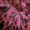 Shirazz Japanese Maple - 2 Gallon Pot 1 Shirazz Japanese Maple - 2 Gallon Pot -SHRUBS and BUSHES Shop Japanese Maple Shirazz 12
