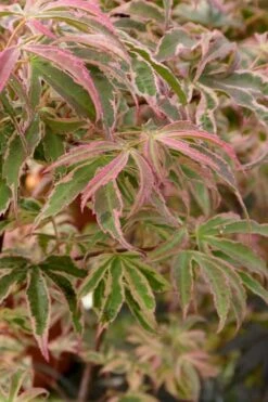 Shirazz Japanese Maple - 2 Gallon Pot -SHRUBS and BUSHES Shop Japanese Maple Shirazz 13