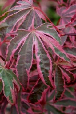 Shirazz Japanese Maple - 2 Gallon Pot -SHRUBS and BUSHES Shop Japanese Maple Shirazz 6