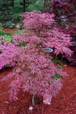 Shirazz Japanese Maple - 2 Gallon Pot -SHRUBS and BUSHES Shop Japanese Maple Shirazz 7