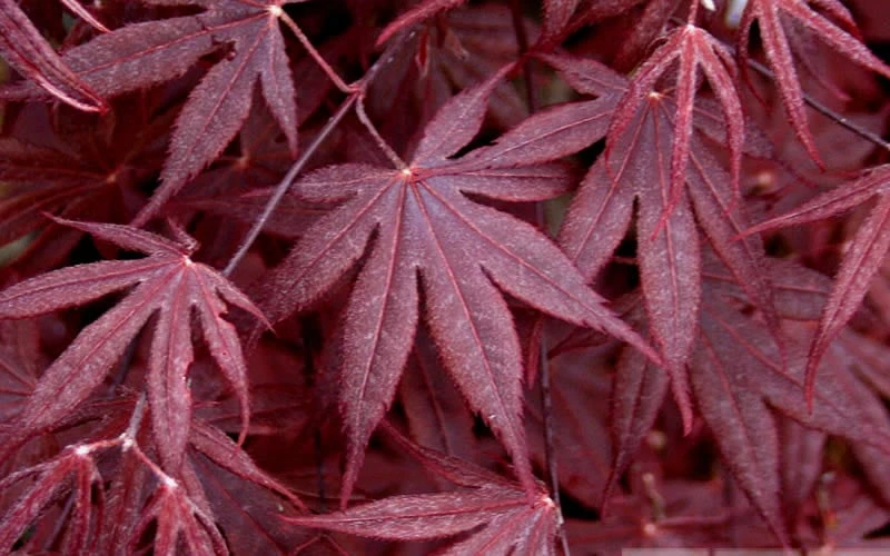 Bloodgood Red Leaf Japanese Maple - 1 Gallon Pot 6 Bloodgood Red Leaf Japanese Maple - 1 Gallon Pot - Image 4