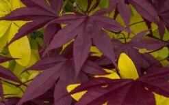 Bloodgood Red Leaf Japanese Maple - 1 Gallon Pot 15 Bloodgood Red Leaf Japanese Maple - 1 Gallon Pot -SHRUBS and BUSHES Shop Japanese Maple Summer Color