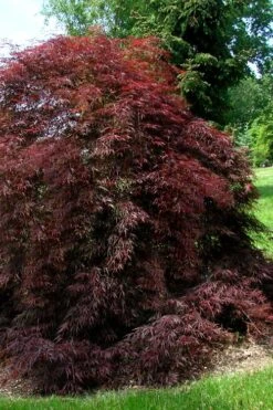 Tamukeyama Dwarf Red Japanese Maple - 1 Gallon Pot 13 Tamukeyama Dwarf Red Japanese Maple - 1 Gallon Pot -SHRUBS and BUSHES Shop Japanese Maple Tamukeyama 10 1