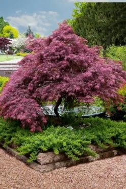 Tamukeyama Dwarf Red Japanese Maple - 3 Gallon Pot (High Grafted Tree Form) 13 Tamukeyama Dwarf Red Japanese Maple - 3 Gallon Pot (High Grafted Tree Form) -SHRUBS and BUSHES Shop Japanese Maple Tamukeyama 11 1