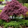 Tamukeyama Dwarf Red Japanese Maple - 1 Gallon Pot 1 Tamukeyama Dwarf Red Japanese Maple - 1 Gallon Pot -SHRUBS and BUSHES Shop Japanese Maple Tamukeyama 11