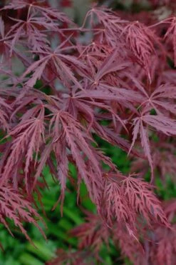 Tamukeyama Dwarf Red Japanese Maple - 1 Gallon Pot 14 Tamukeyama Dwarf Red Japanese Maple - 1 Gallon Pot -SHRUBS and BUSHES Shop Japanese Maple Tamukeyama 13 1