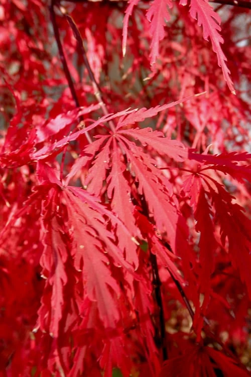 Tamukeyama Dwarf Red Japanese Maple - 3 Gallon Pot (High Grafted Tree Form) 7 Tamukeyama Dwarf Red Japanese Maple - 3 Gallon Pot (High Grafted Tree Form) - Image 5