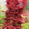 Twombly's Red Sentinel Japanese Maple - 5 Gallon Pot (4-5') 2 Twombly's Red Sentinel Japanese Maple - 5 Gallon Pot (4-5') -SHRUBS and BUSHES Shop Japanese Maple Twombleys Red Sentinel 500x750 2