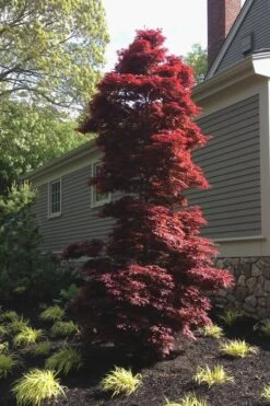 Twombly's Red Sentinel Japanese Maple - 2 Gallon Pot (3-4') -SHRUBS and BUSHES Shop Japanese Maple Twomblys Red Sentinel 10 2