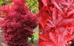 Twombly's Red Sentinel Japanese Maple - 2 Gallon Pot (3-4') -SHRUBS and BUSHES Shop Japanese Maple Twomblys Red Sentinel Fall Color 2