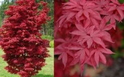 Twombly's Red Sentinel Japanese Maple - 5 Gallon Pot (4-5') -SHRUBS and BUSHES Shop Japanese Maple Twomblys Red Sentinel Spring 1