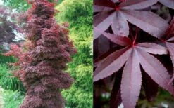 Twombly's Red Sentinel Japanese Maple - 5 Gallon Pot (4-5') -SHRUBS and BUSHES Shop Japanese Maple Twomblys Red Sentinel Summer 1