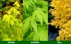 Ukon Japanese Maple (Aoyagi) - 3 Gallon Pot 9 Ukon Japanese Maple (Aoyagi) - 3 Gallon Pot -SHRUBS and BUSHES Shop Japanese Maple Ukon 2