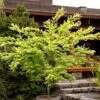 Ukon Japanese Maple (Aoyagi) - 3 Gallon Pot 1 Ukon Japanese Maple (Aoyagi) - 3 Gallon Pot -SHRUBS and BUSHES Shop Japanese Maple Ukon 4