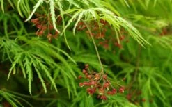 Viridis Dwarf Green Japanese Maple - 5 Gallon Pot -SHRUBS and BUSHES Shop Japanese Maple Viridis 11