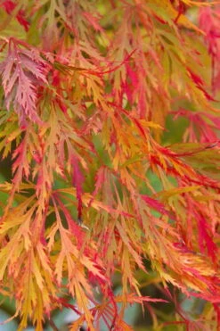 Viridis Dwarf Green Japanese Maple - 5 Gallon Pot -SHRUBS and BUSHES Shop Japanese Maple Viridis 12
