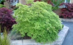 Viridis Dwarf Green Japanese Maple - 5 Gallon Pot -SHRUBS and BUSHES Shop Japanese Maple Viridis 17