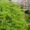 Viridis Dwarf Green Japanese Maple - 5 Gallon Pot 1 Viridis Dwarf Green Japanese Maple - 5 Gallon Pot -SHRUBS and BUSHES Shop Japanese Maple Viridis 21