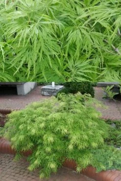 Viridis Dwarf Green Japanese Maple - 5 Gallon Pot -SHRUBS and BUSHES Shop Japanese Maple Viridis 500x750 1