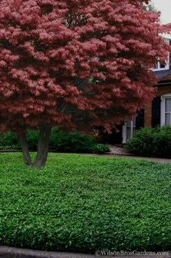 Asian Jasmine - Asiatic Jasmine - 18 Count Flat Of Pint Pots -SHRUBS and BUSHES Shop Jasmine Asian 21