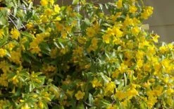Butterscotch Yellow Jasmine (Jessamine) - Gelsemium Sempervirens - 1 Gallon Pot -SHRUBS and BUSHES Shop Jasmine Butterscotch 51